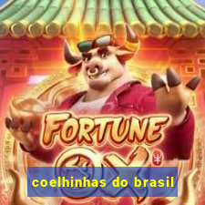 coelhinhas do brasil